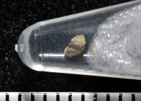 高山台灣芝麻蝸牛藏品圖，第8張