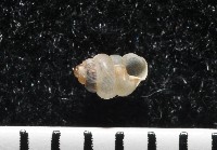 高山台灣芝麻蝸牛藏品圖，第1張