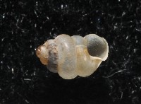 高山台灣芝麻蝸牛藏品圖，第2張