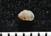 高山台灣芝麻蝸牛藏品圖，第3張