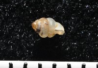 高山台灣芝麻蝸牛藏品圖，第4張