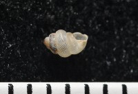 高山台灣芝麻蝸牛藏品圖，第5張