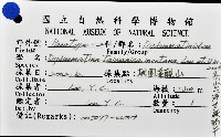 高山台灣芝麻蝸牛藏品圖，第6張
