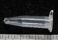 高山台灣芝麻蝸牛藏品圖，第7張