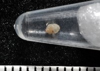 高山台灣芝麻蝸牛藏品圖，第8張