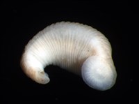 未知種舌蛭藏品圖，第6張