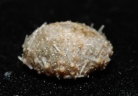 單列三角頭帕藏品圖，第3張