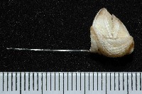 船型高花籠藏品圖，第2張