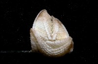 船型高花籠藏品圖，第3張