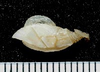 繁毛阿南鎧茗荷藏品圖，第1張