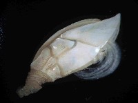 繁毛阿南鎧茗荷藏品圖，第3張