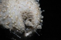 小葫蘆海膽藏品圖，第2張