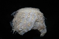 小葫蘆海膽藏品圖，第3張