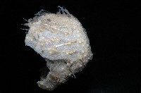 小葫蘆海膽藏品圖，第4張