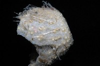 小葫蘆海膽藏品圖，第5張