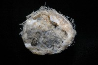 小葫蘆海膽藏品圖，第6張