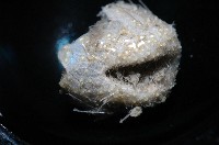 小葫蘆海膽藏品圖，第7張