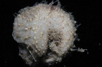 小葫蘆海膽藏品圖，第8張