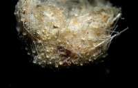 小葫蘆海膽藏品圖，第9張