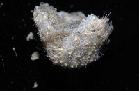 小葫蘆海膽藏品圖，第10張