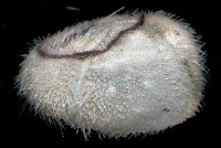 未知種高星海膽藏品圖，第3張