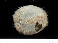 未知種高星海膽藏品圖，第4張