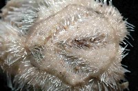 未知種高星海膽藏品圖，第2張