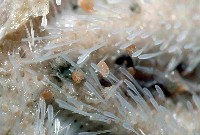 未知種高星海膽藏品圖，第3張