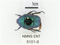 藍艷白點花金龜藏品圖，第1張