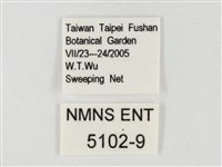 飛龍白粉蝶藏品圖，第3張