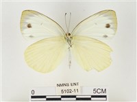 飛龍白粉蝶藏品圖，第2張