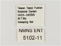 飛龍白粉蝶藏品圖，第3張