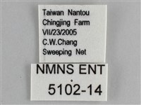 金鎧蛺蝶藏品圖，第3張