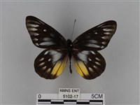 豔粉蝶藏品圖，第1張