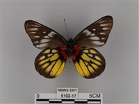 豔粉蝶藏品圖，第2張