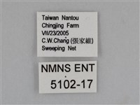 豔粉蝶藏品圖，第3張