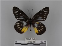 豔粉蝶藏品圖，第1張