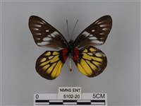 豔粉蝶藏品圖，第2張