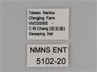 豔粉蝶藏品圖，第3張