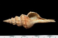 登錄號:005110-00001藏品圖，第1張