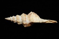 登錄號:005110-00001藏品圖，第2張
