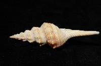 登錄號:005110-00001藏品圖，第4張