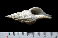 登錄號:005111-00001藏品圖，第1張