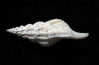 登錄號:005111-00001藏品圖，第2張