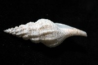 登錄號:005111-00001藏品圖，第4張