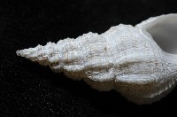 登錄號:005111-00001藏品圖，第7張