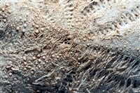 小花瓣裸心海膽藏品圖，第4張