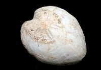 小花瓣裸心海膽藏品圖，第7張
