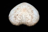 小花瓣裸心海膽藏品圖，第8張