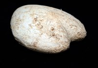 小花瓣裸心海膽藏品圖，第11張